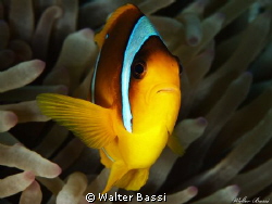 The clown by Walter Bassi 